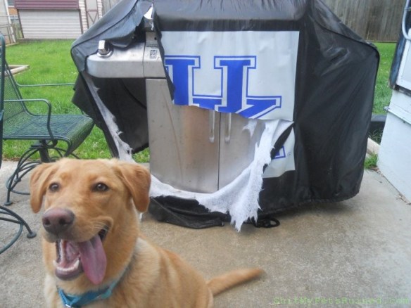 bailey doesnt like uk