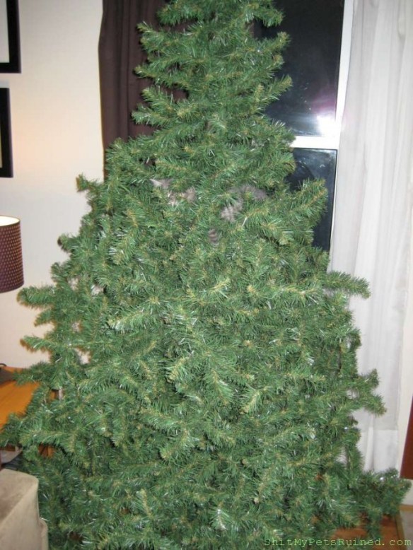 IMG_0111-1000-675x900